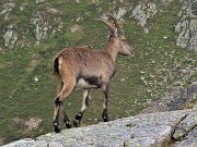 72 Stambecco ...di roccia in roccia